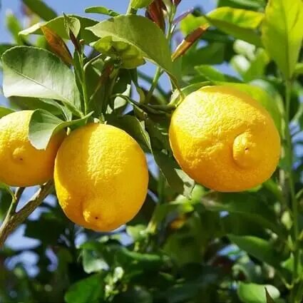 Huile essentielle de citron bio